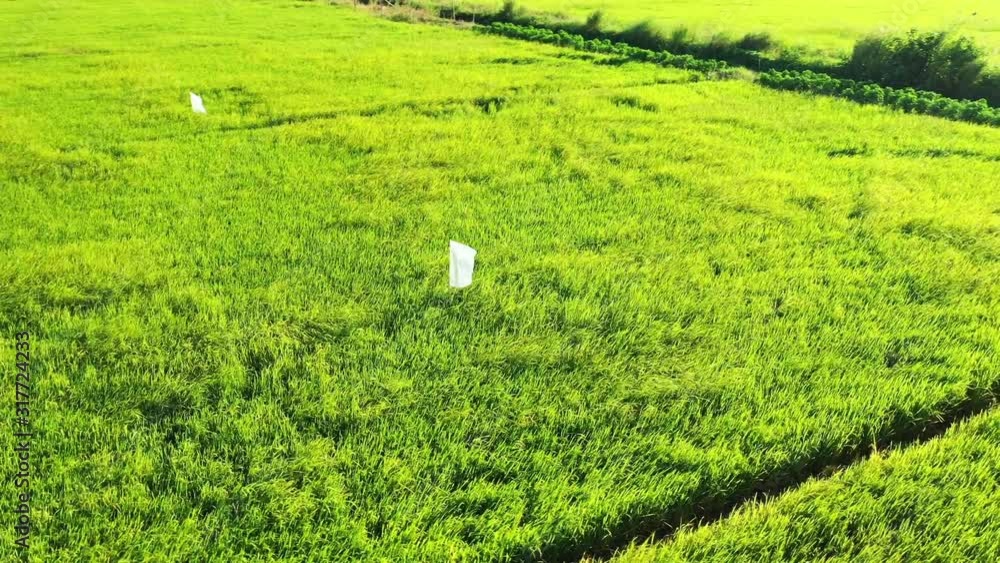 Des rizières et un épouventail dans les environs de Can Tho dans le delta du Mékong au Vietnam Des rizières et un épouventail dans les environs de Can Tho dans le delta du Mékong au Vietnam