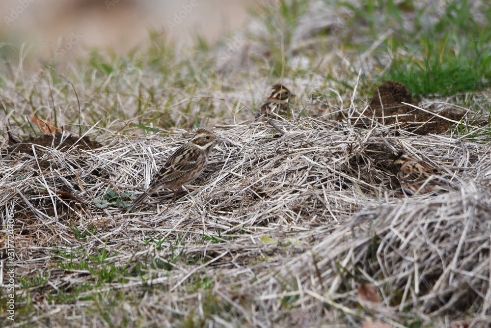 Rustic Bunting inhabits grassy areas and eats weeds and tree seeds. It is characterized by a crown feather on the head. Rustic Bunting inhabits grassy areas and eats weeds and tree seeds. It is characterized by a crown feather on the head.