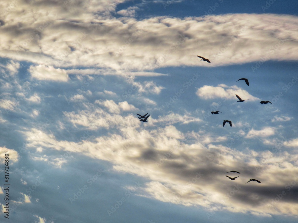 birds in the sky