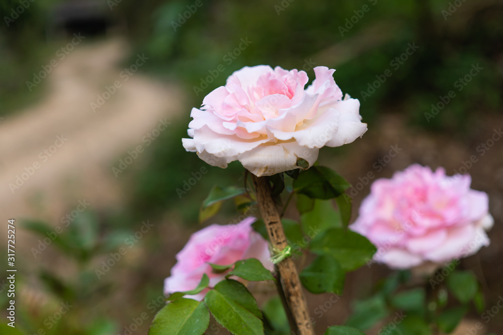 Beautiful roses are in garden. Beautiful roses are in garden.