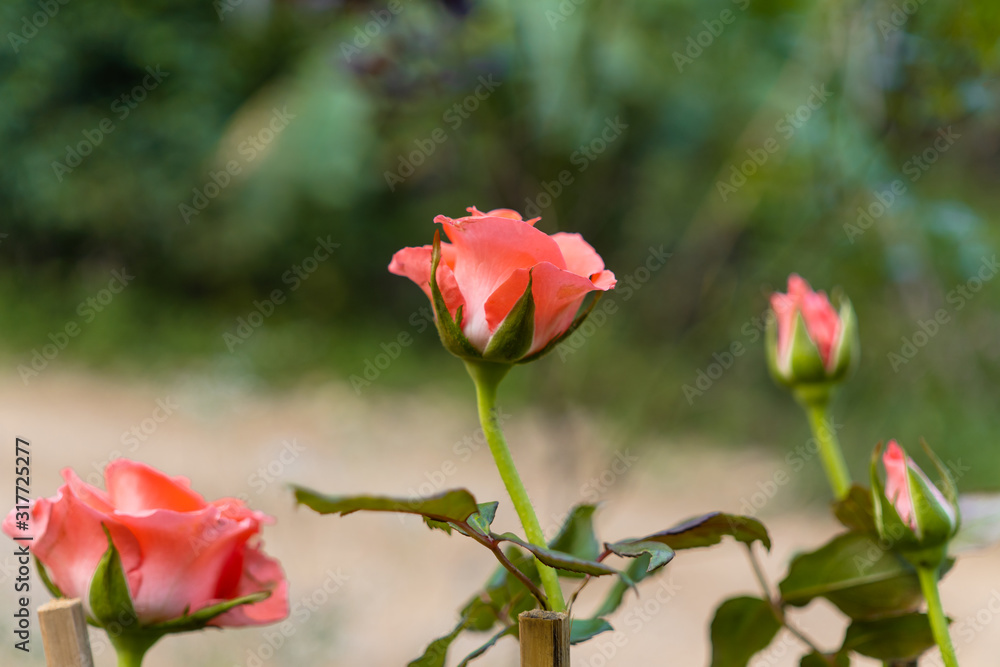 Beautiful roses are in garden. Beautiful roses are in garden.