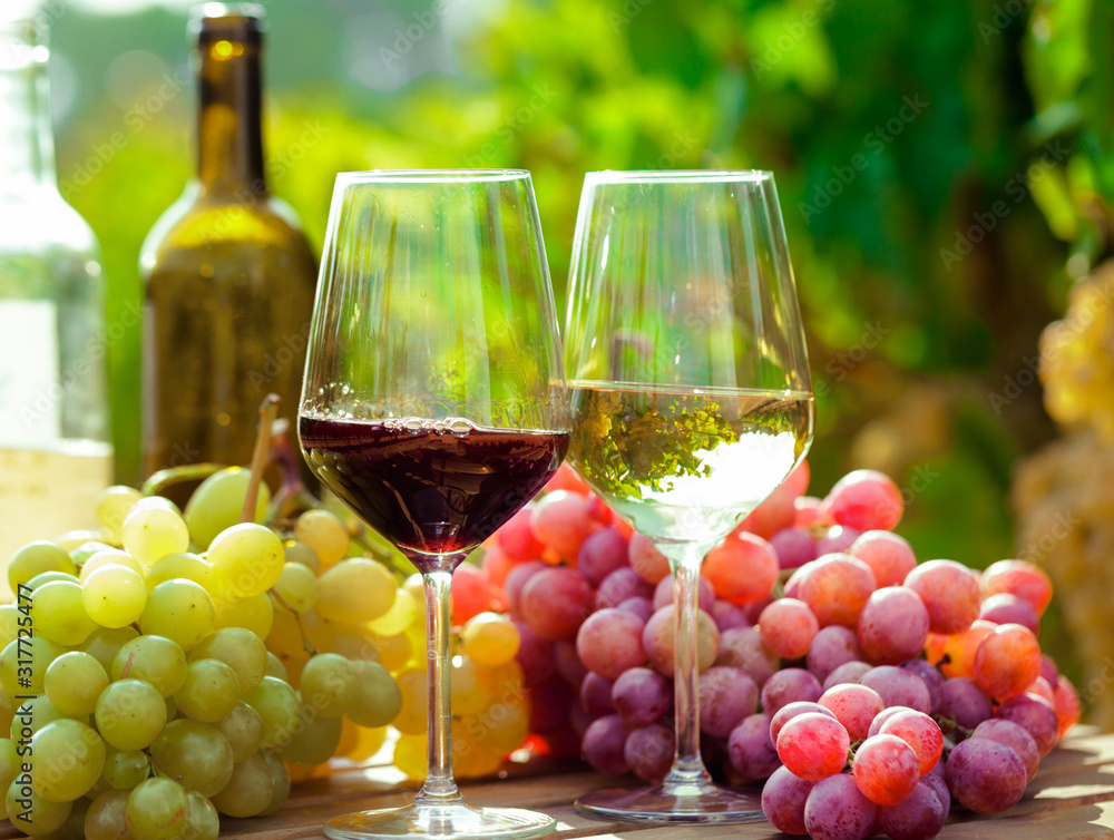 still life with glasses of red and white wine and grapes in field of vineyard
