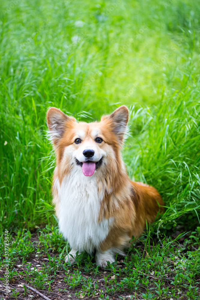 corgi fluffy portrait corgi fluffy portrait