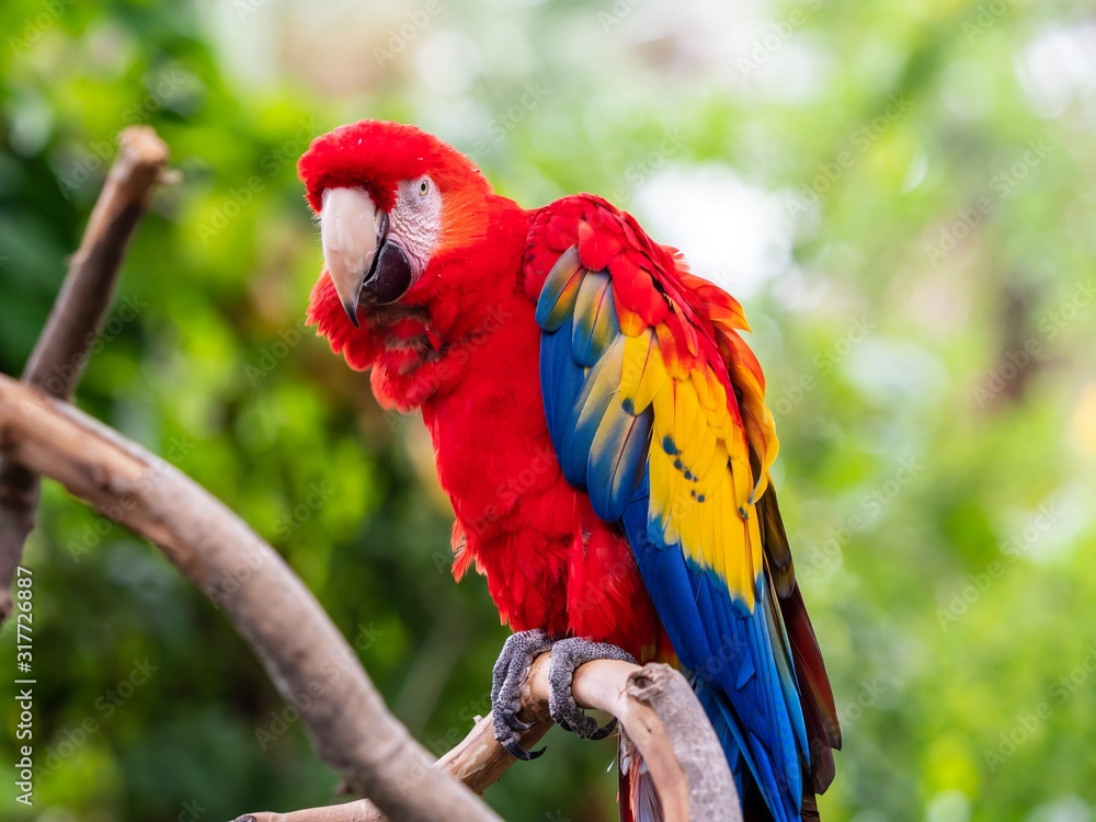 Scarlet Macaw Parrot Bird Perched on a Tree Limb with Green Leafy Background