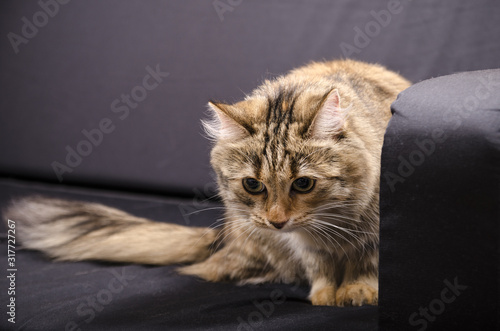 A small tabby cat sits on a black sofa and looks into the distance.