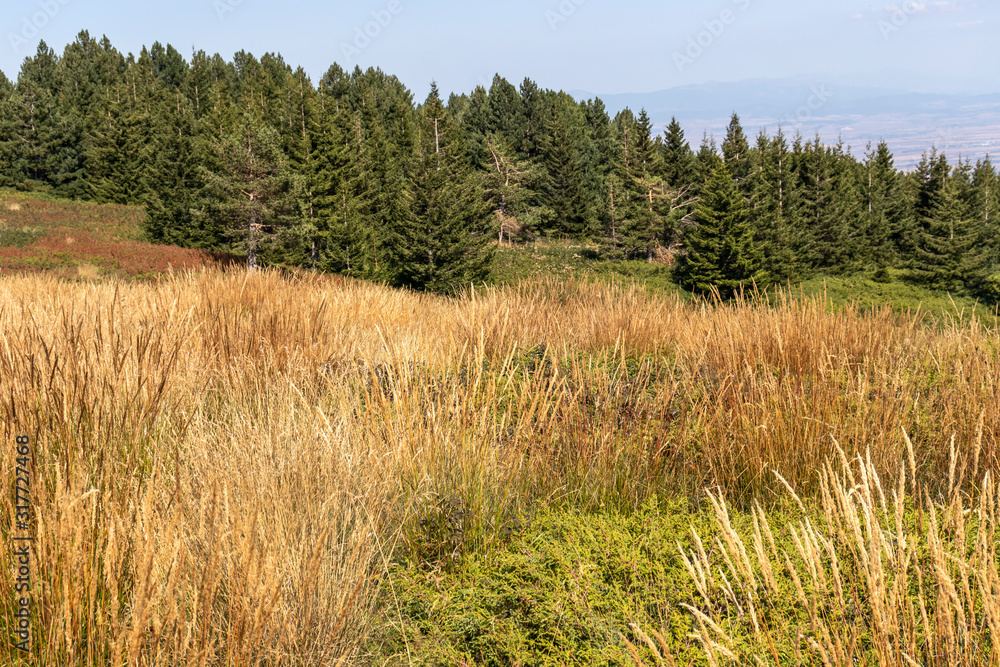 Amazing Autumn landscape of Vitosha Mountain, Bulgaria Amazing Autumn landscape of Vitosha Mountain, Bulgaria