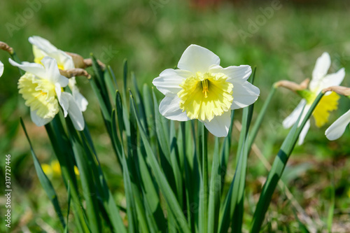White daffodil flowers in full bloom with blurred green grass, in a sunny spring garden, beautiful outdoor floral background photographed with soft focus