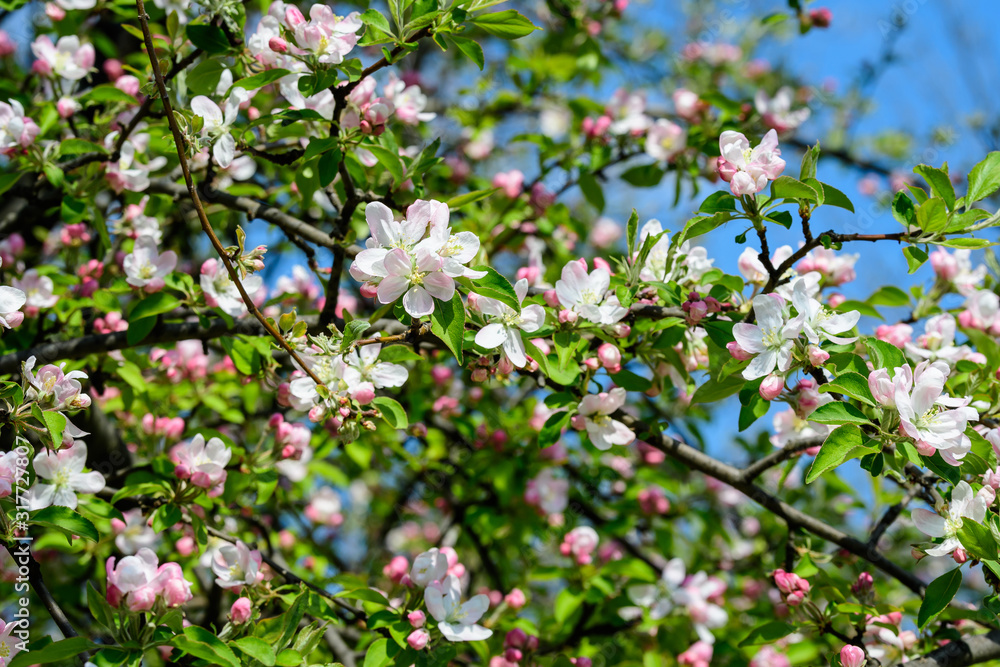 Large branch with white and pink apple tree flowers in full bloom and clear blue sky in a garden in a sunny spring day, beautiful Japanese trees blossoms floral background, sakura