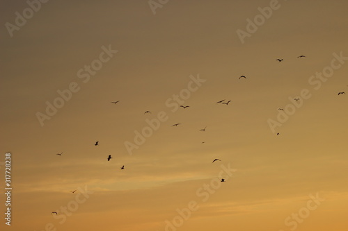 Flock of birds on Hungarian lake at sunset time.