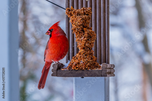 Vászonkép Red Northern Cardinal sitting at bird feeder