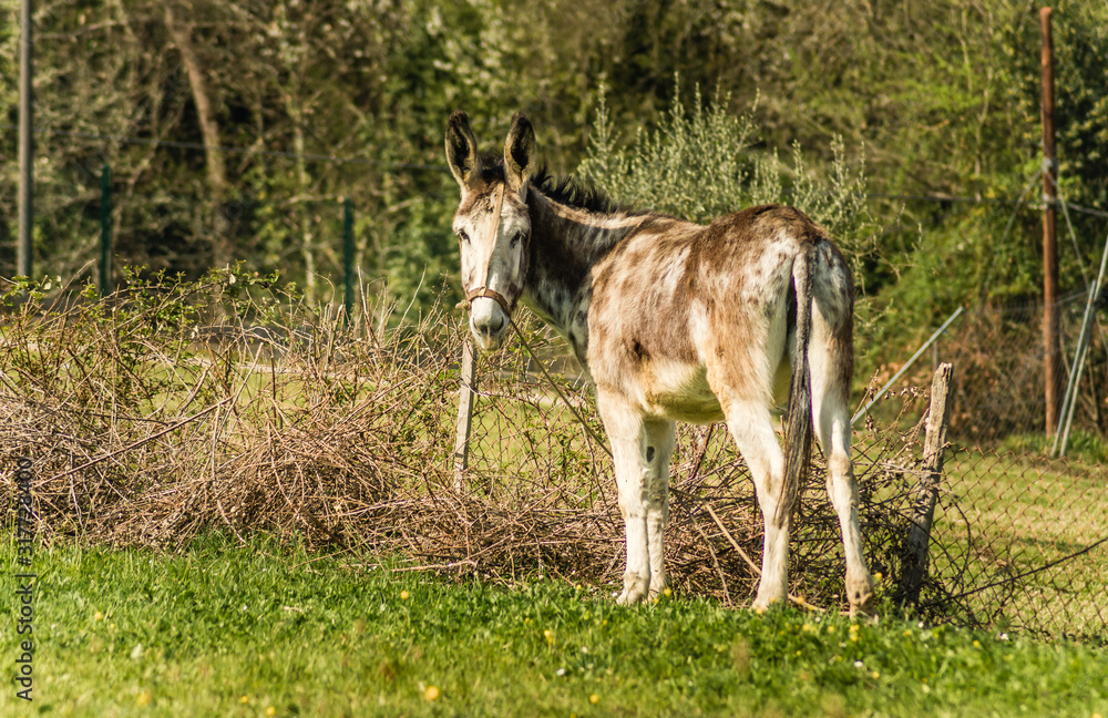 bonito burro mirando a cámara bonito burro mirando a cámara
