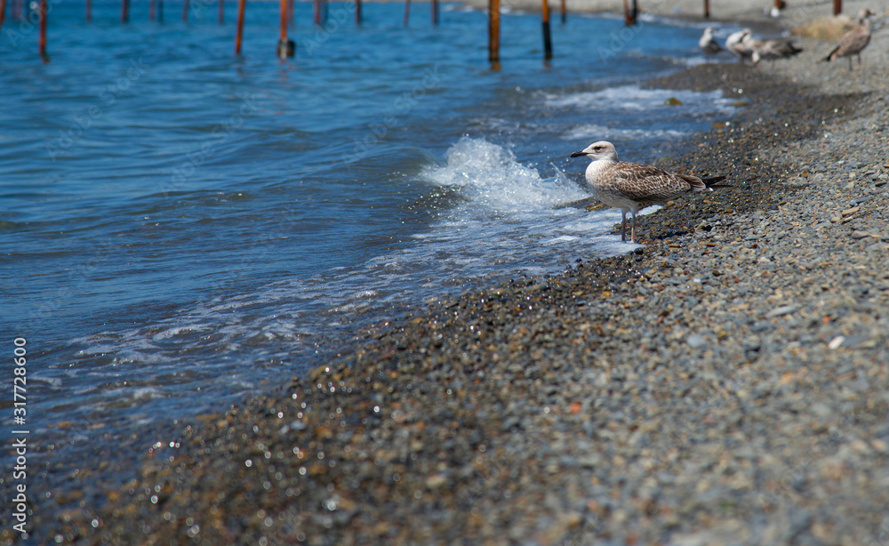 Obraz premium Seagull on the shore of the sea