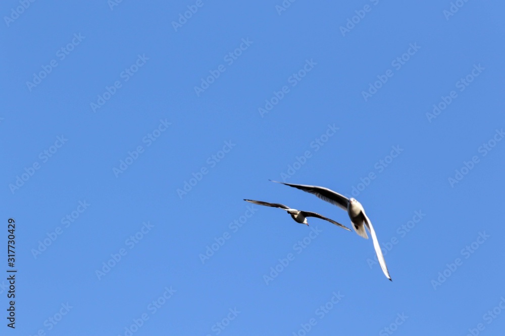 Obraz premium coppia