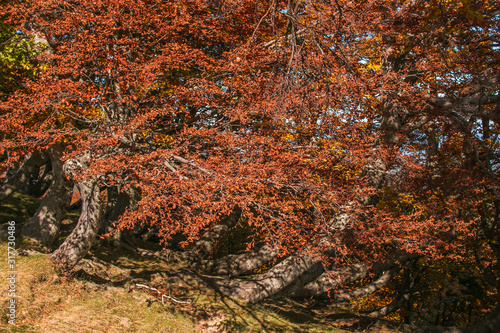 Beautiful autumn landscape with red beech trees (called faggi torti) on sunny day. Colorful foliage in the park 