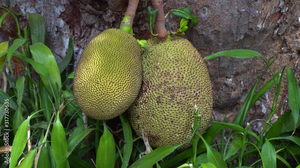 Jack fruits hanging in trees in a tropical fruit. Jack fruits hanging in trees in a tropical fruit.