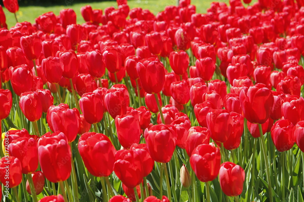 red tulips in the garden