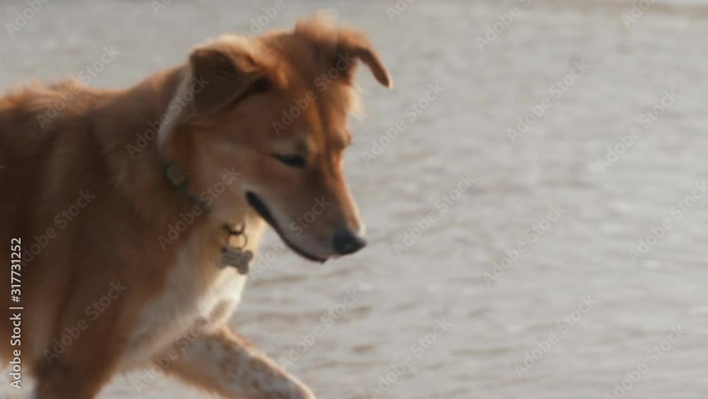 Red dog plays with the waves on the sea shoreline having fun slow motion Red dog plays with the waves on the sea shoreline having fun slow motion