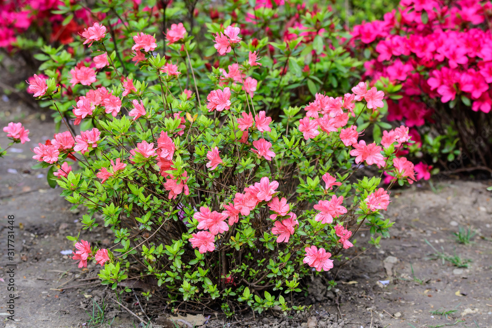 Bush of delicate pink magenta flowers of azalea or Rhododendron plant in a sunny spring Japanese garden, beautiful outdoor floral background