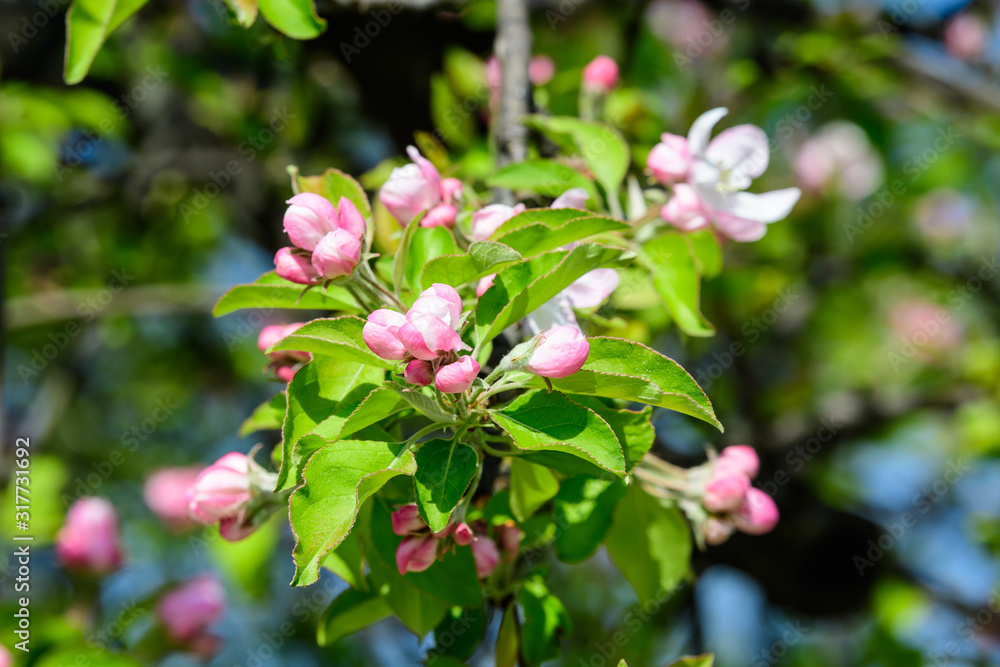 Large branch with white and pink apple tree flowers in full bloom and clear blue sky in a garden in a sunny spring day, beautiful Japanese trees blossoms floral background, sakura Large branch with white and pink apple tree flowers in full bloom and clear blue sky in a garden in a sunny spring day, beautiful Japanese trees blossoms floral background, sakura