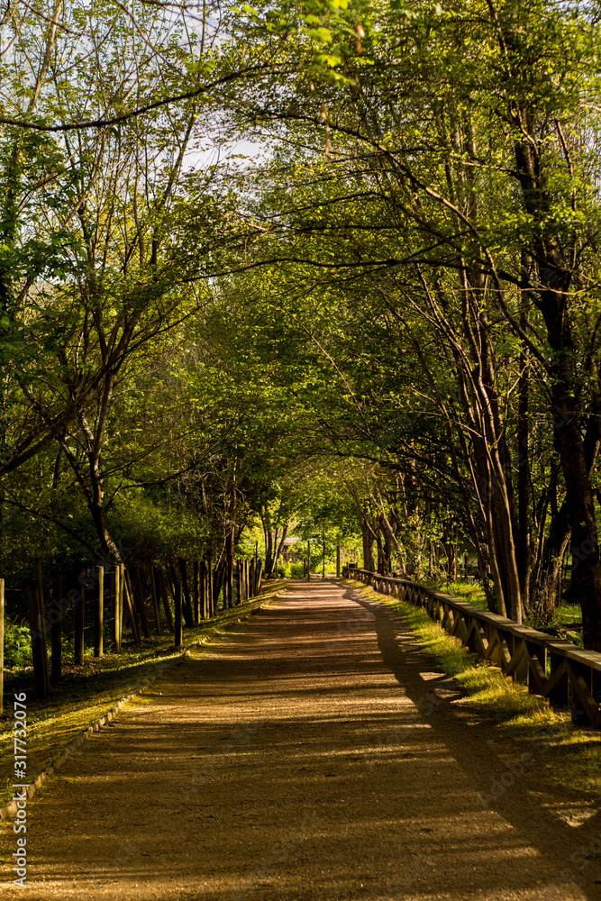 bonito camino para caminar tranquilamente entre los árboles