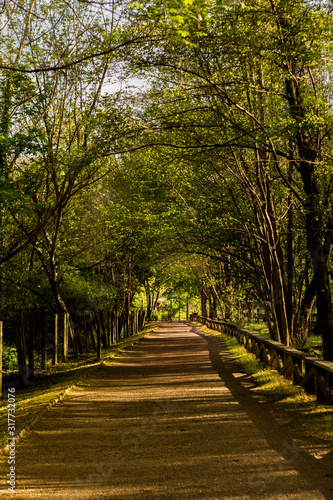 Fototapeta Naklejka Na Ścianę i Meble -  bonito camino para caminar tranquilamente entre los árboles