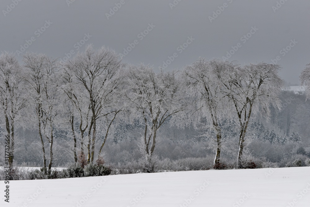 winter landscape with trees and blue sky winter landscape with trees and blue sky
