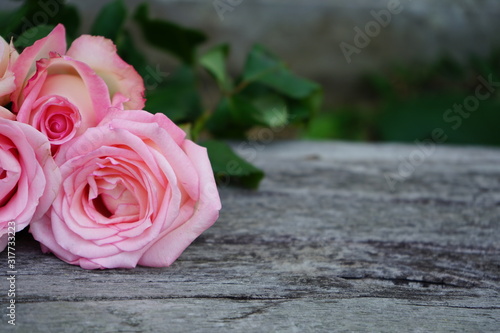 pink rose on wooden background