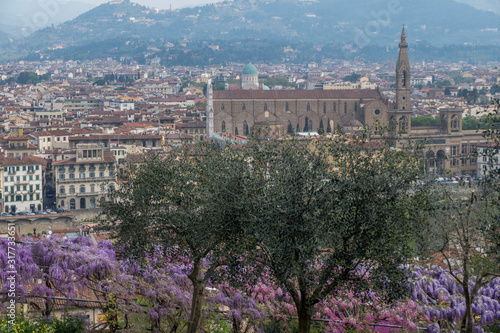 wisteria in bloom with the panorama of Florence in the background © Alessio