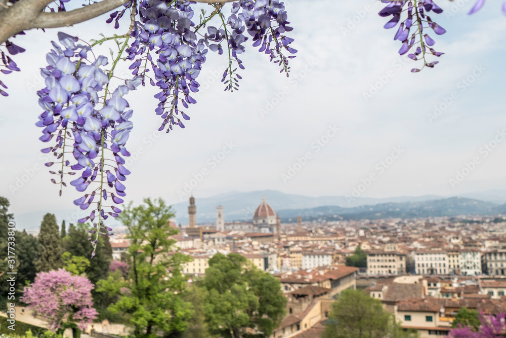 wisteria in bloom with the panorama of Florence in the background