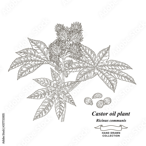 Castor oil plant hand drawn. Leaves and beans of Ricinus communis. Medical herbs collection. Vector illustration botanical.