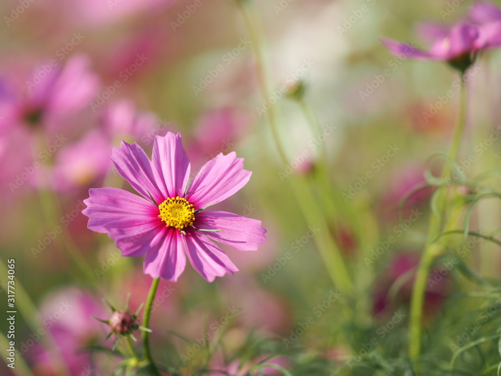 Pink Sulfur Cosmos, Mexican Aster flowers are blooming beautifully in the garden, blurred of nature background Pink Sulfur Cosmos, Mexican Aster flowers are blooming beautifully in the garden, blurred of nature background