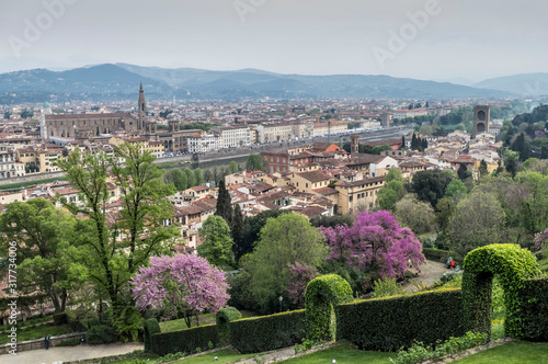 wisteria in bloom with the panorama of Florence in the background