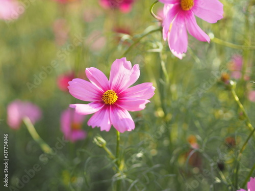 Pink Sulfur Cosmos  Mexican Aster flowers are blooming beautifully in the garden  blurred of nature background