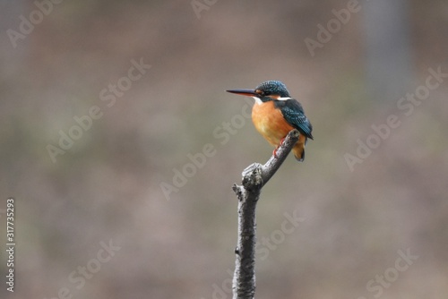 Kingfishers, called clear stream jewels or flying jewels, observe water from tree branches and catch small fish and crayfish by jumping into the water at once.