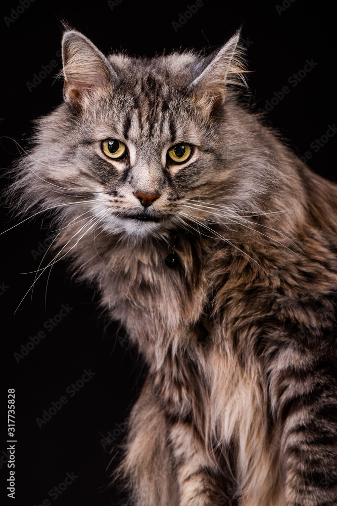 Amazing Norwegian gray-brown forest cat photographed in the studio with bright eyes