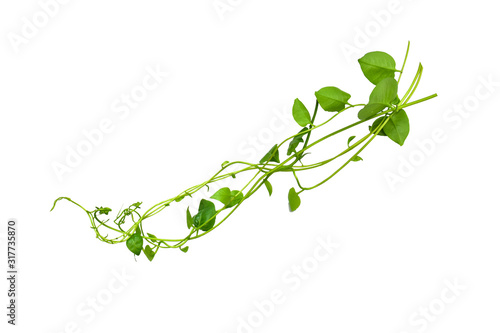 Floral Desaign. Twisted jungle vines liana plant with heart shaped green leaves isolated on white background, clipping path included. photo