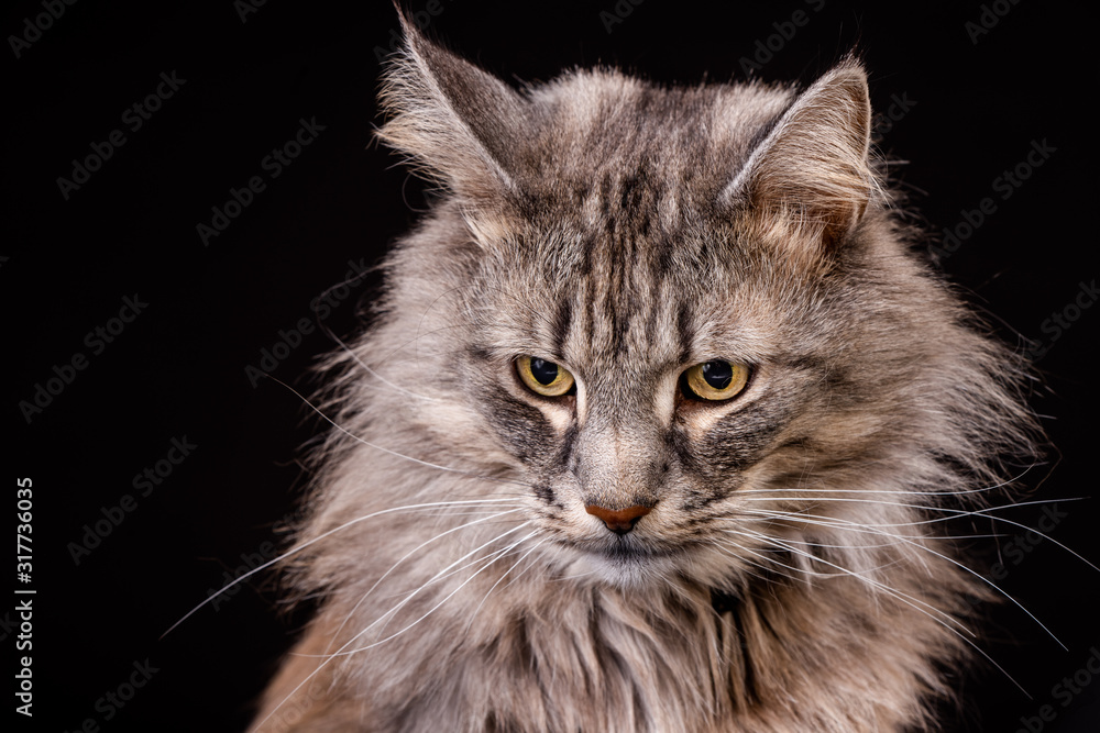 Obraz premium Amazing Norwegian gray-brown forest cat photographed in the studio with bright eyes