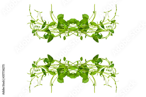 Floral Desaign. Twisted jungle vines liana plant with heart shaped green leaves isolated on white background  clipping path included.