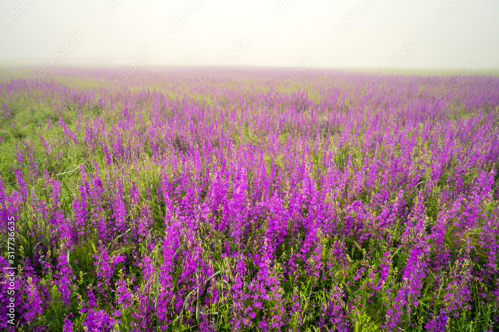 Fototapeta premium violet flowers