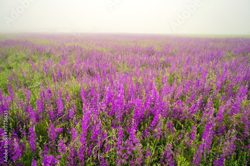 violet flowers © hikrcn