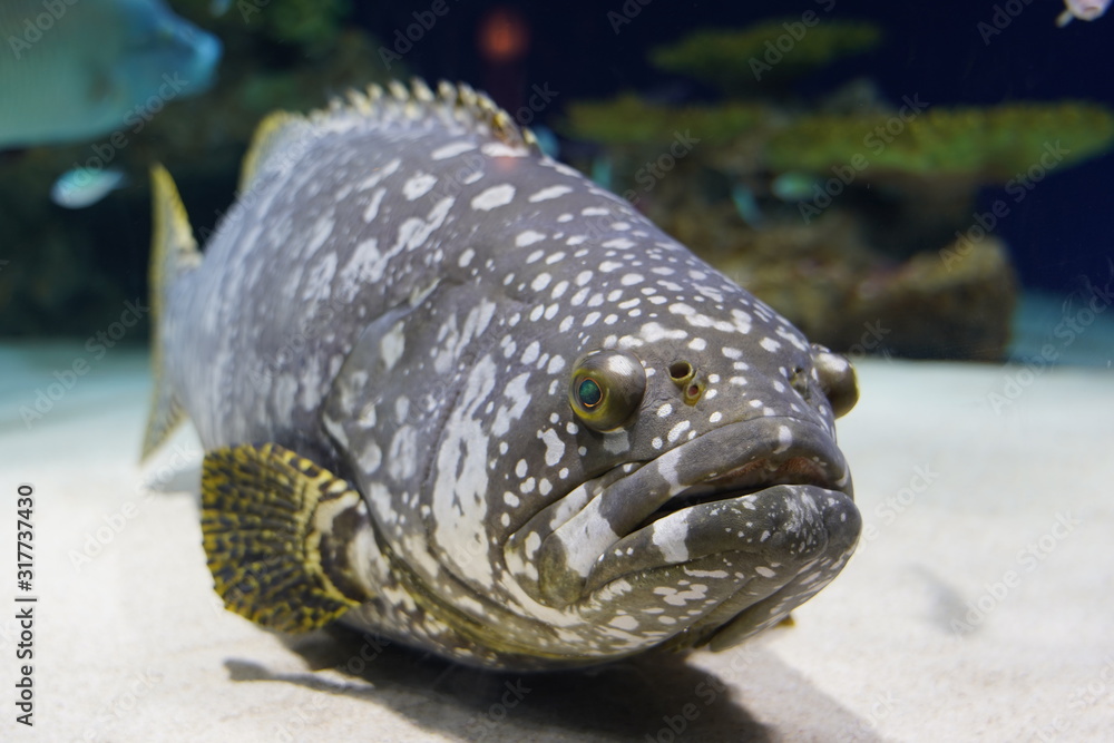 クエ