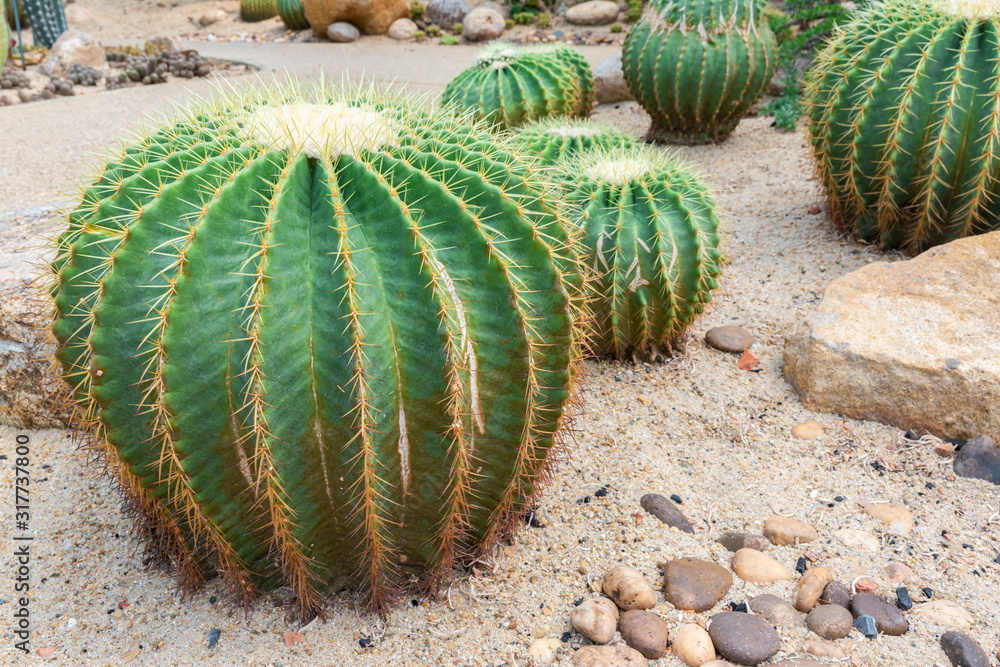 Golden barrel cactus in the garden Golden barrel cactus in the garden