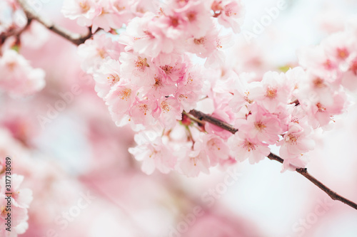 Beautiful sakura blossom pink flowers with soft focus. Cherry tree