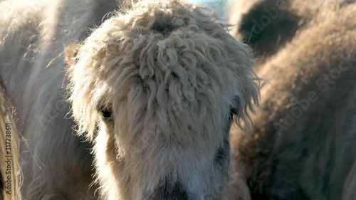 Hornless white yak head. Bos grunniens is a long-haired domesticated bovid found throughout the Himalayan region the Tibetan Plateau Mongolia Siberia. Dzo dzomo zhom cattle. Asia china nepal tibet 4K. photo