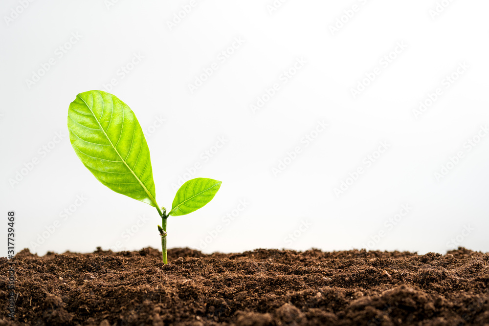 Ecology tree-Trees on the ground a Ecology tree-Trees on the ground a