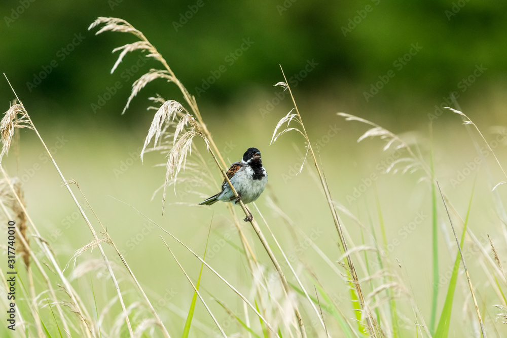 Reed Bunting. Adult male reeding bunting in natural habitat perched on a reed stem. Blurred background. Space for copy. Horizontal. Reed Bunting. Adult male reeding bunting in natural habitat perched on a reed stem. Blurred background. Space for copy. Horizontal.