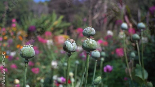 Detail of opium poppy papaver somniferum with flowers background. photo