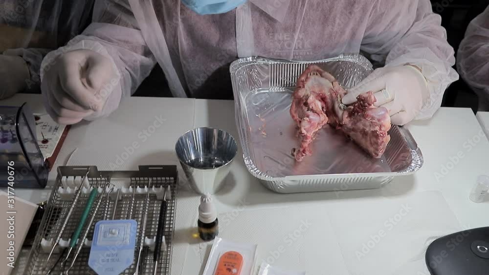 The dentist uses a tool to pull out a tooth in the pig's jaw. The dentist tests his dentist skills on a mock-up of a pig's head. Dental practice The dentist uses a tool to pull out a tooth in the pig's jaw. The dentist tests his dentist skills on a mock-up of a pig's head. Dental practice