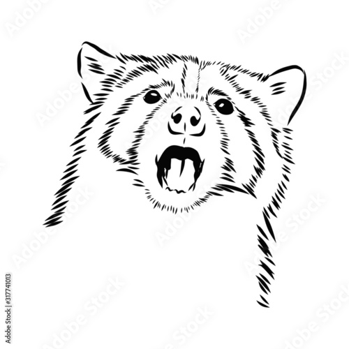 head of a raccoon