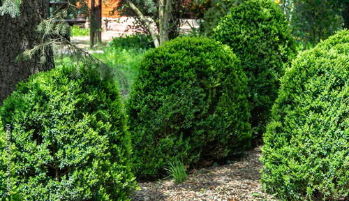 Bright new green foliage of boxwood Buxus sempervirens with dark green garden backdrop. Trimmed boxwood. There is a place for your text. Selective focus